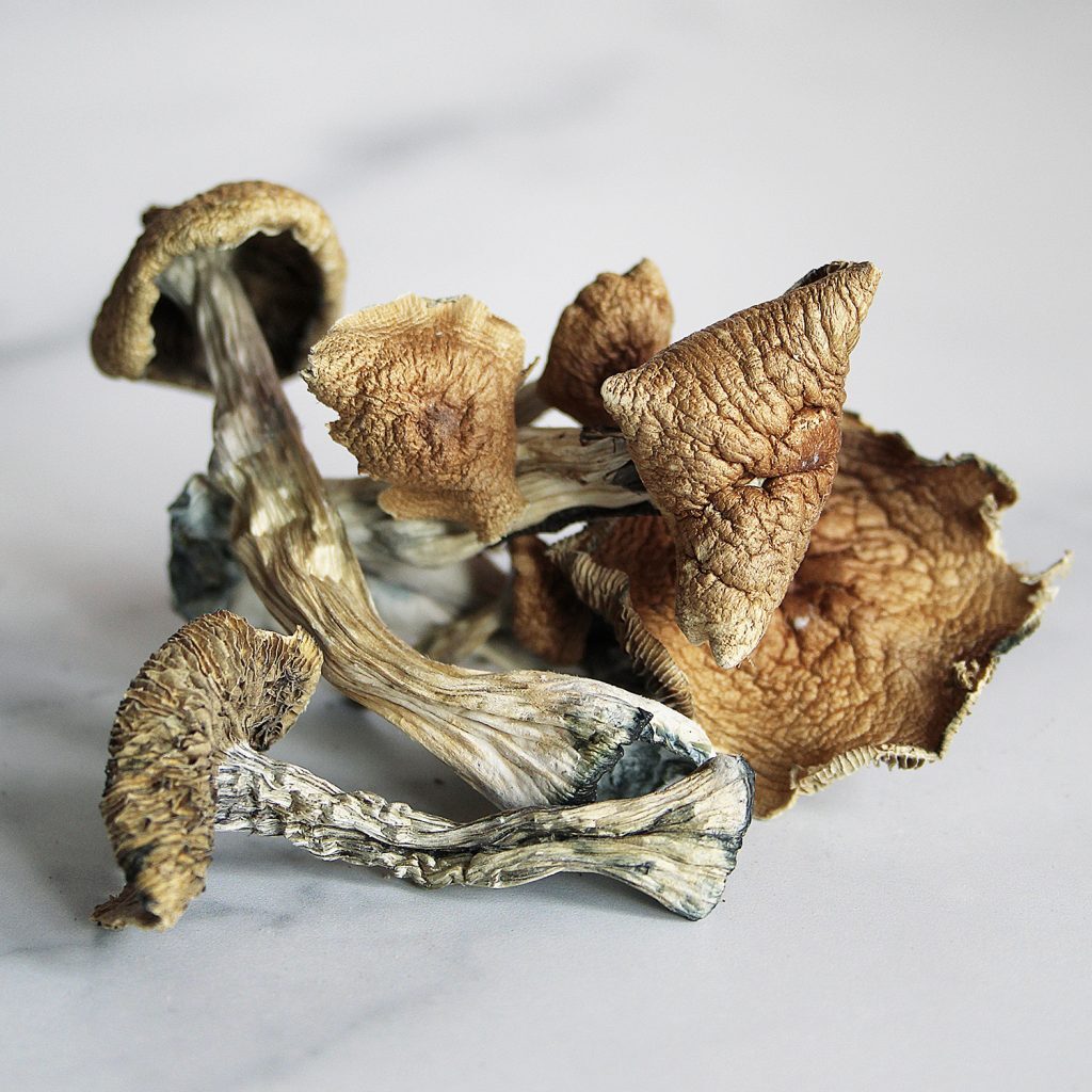 Golden teacher magic mushrooms